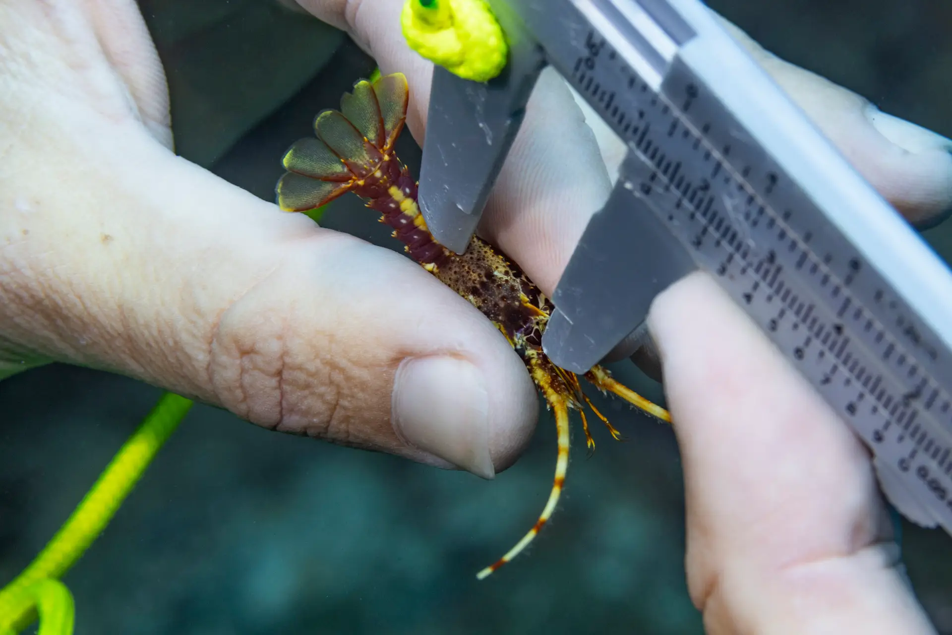 mesure de langouste